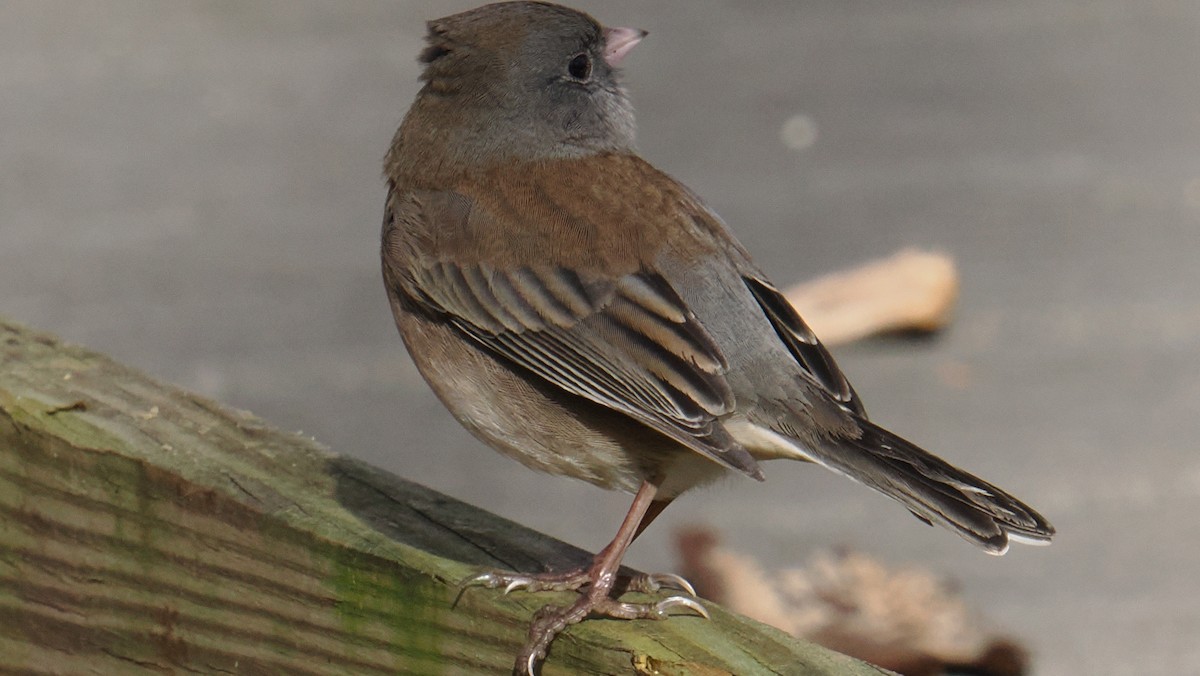 Dark-eyed Junco - ML645395599