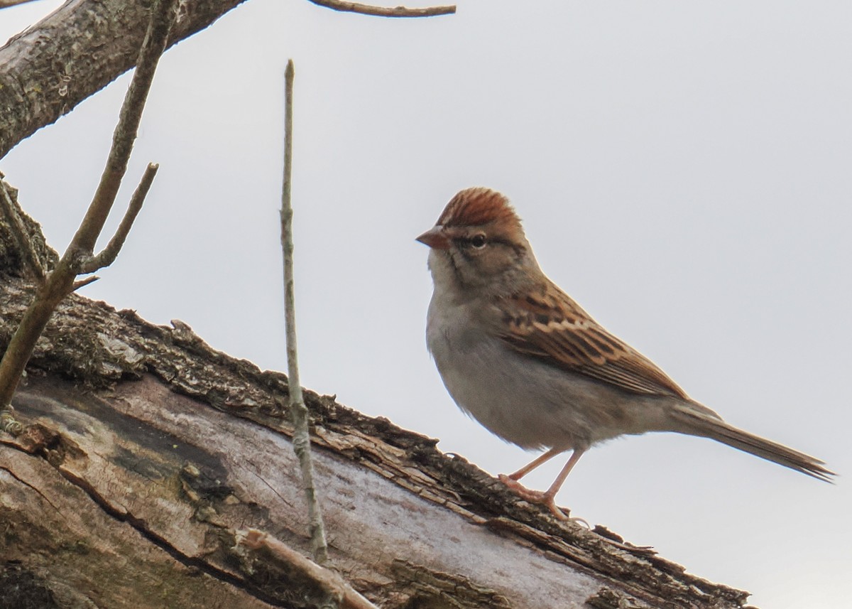 Chipping Sparrow - ML645395603