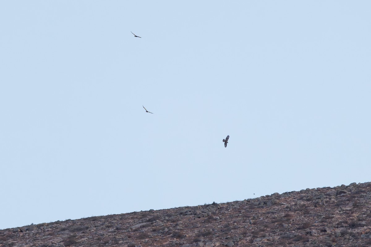 Common Buzzard (Canary Is.) - ML645395610