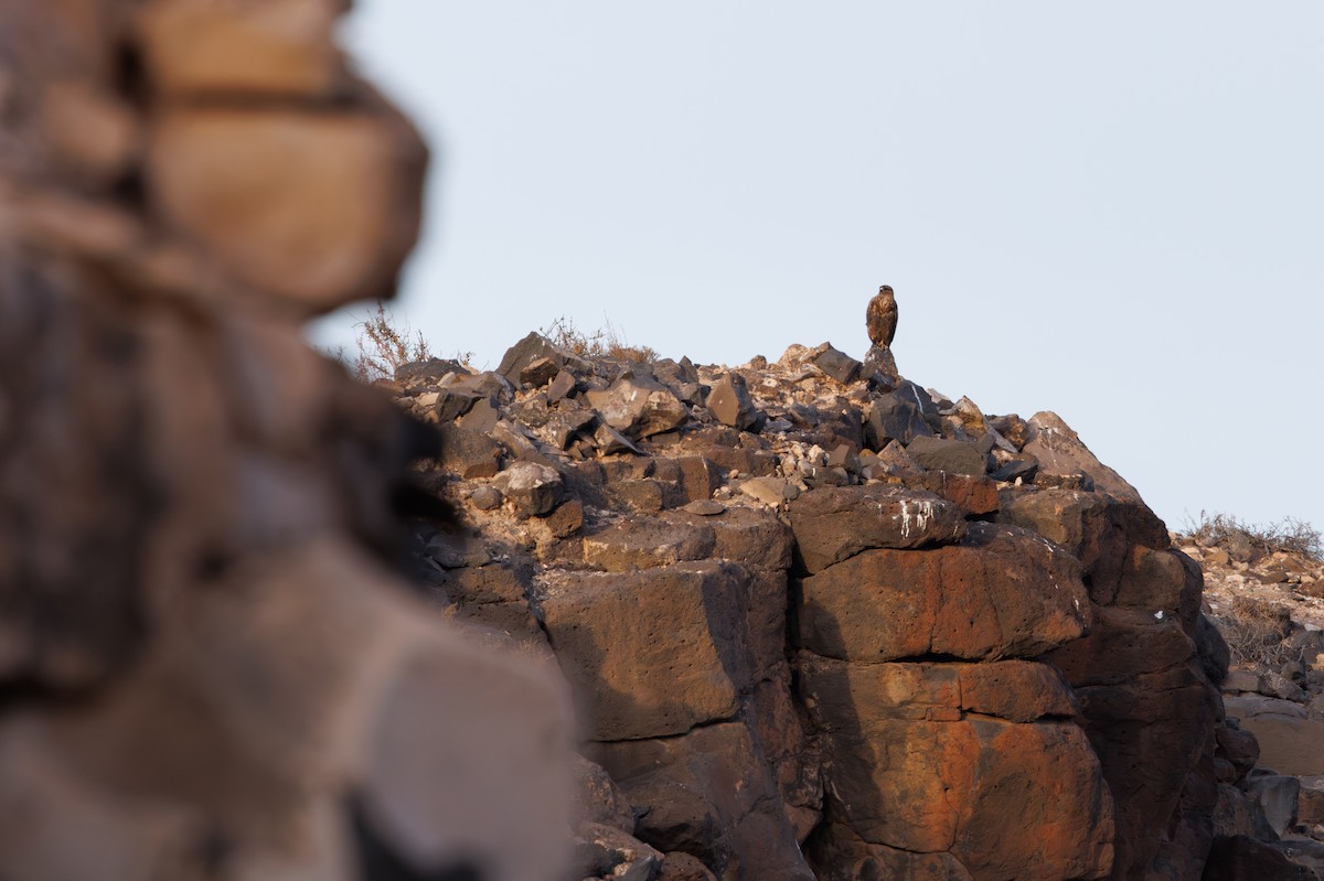 Common Buzzard (Canary Is.) - ML645395611
