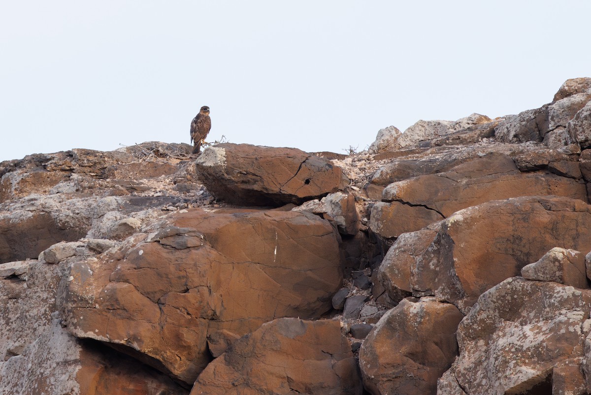 Common Buzzard (Canary Is.) - ML645395612