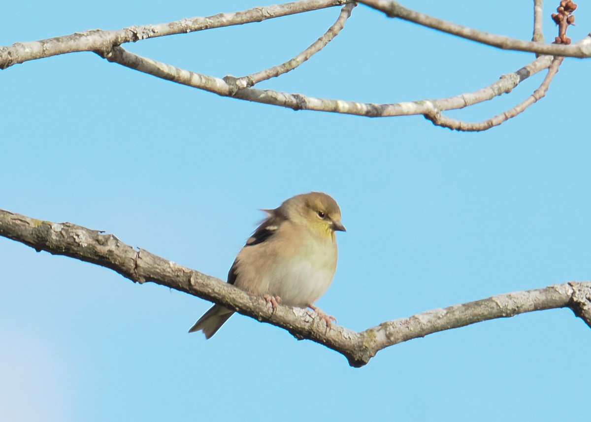 American Goldfinch - ML645395613