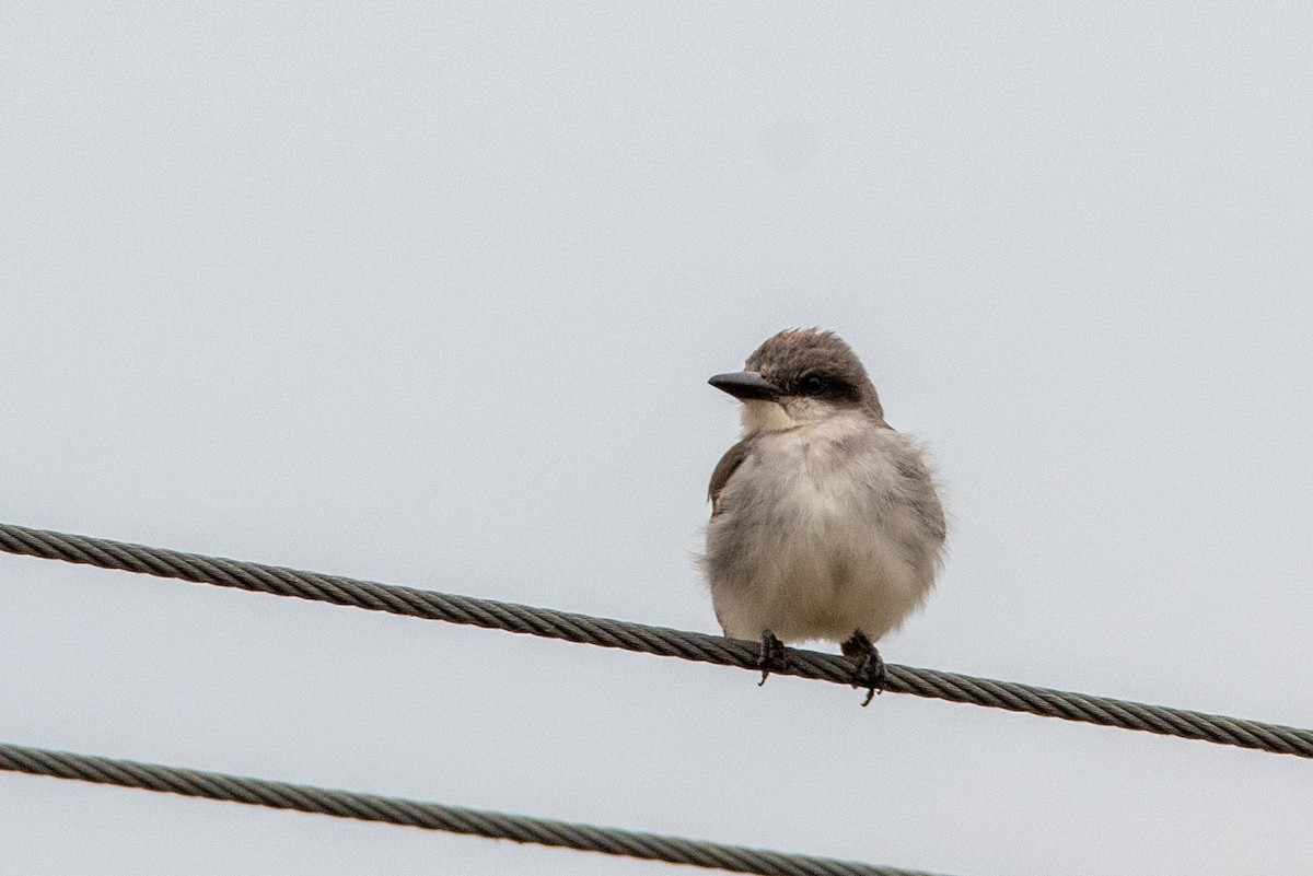 Gray Kingbird - ML645395616
