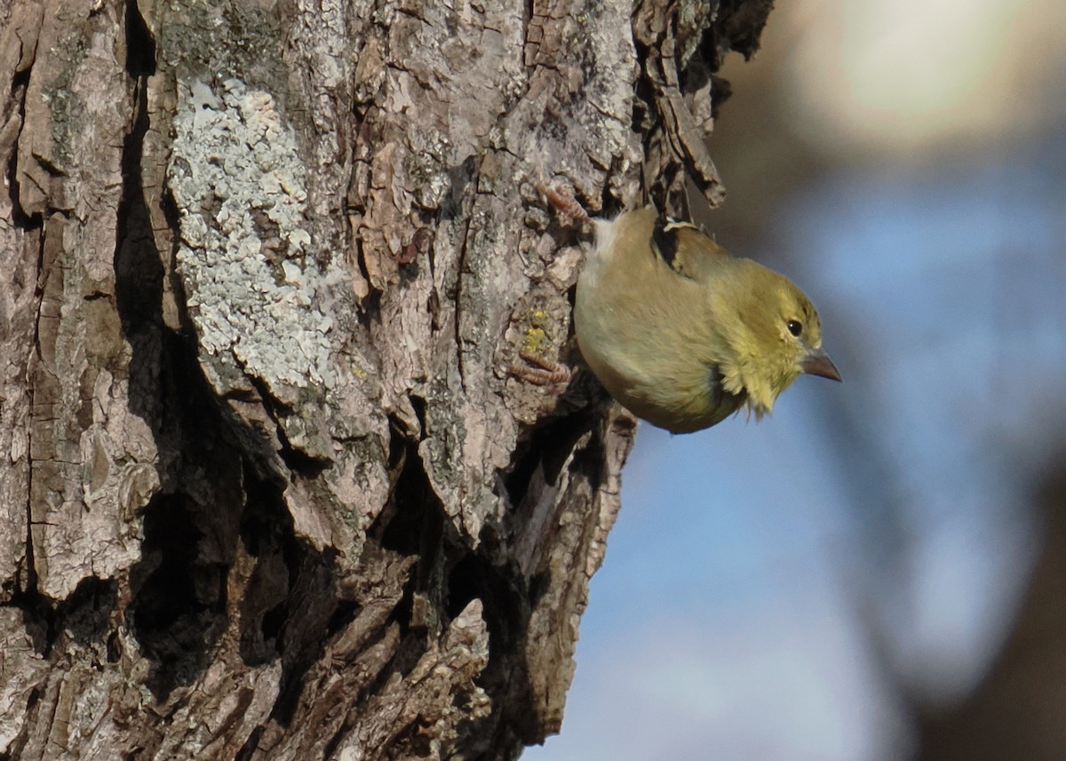 American Goldfinch - ML645395617