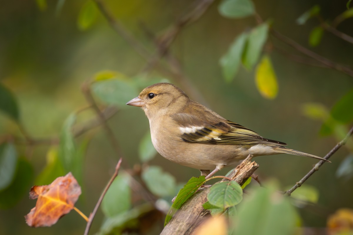 Common Chaffinch - ML645395619