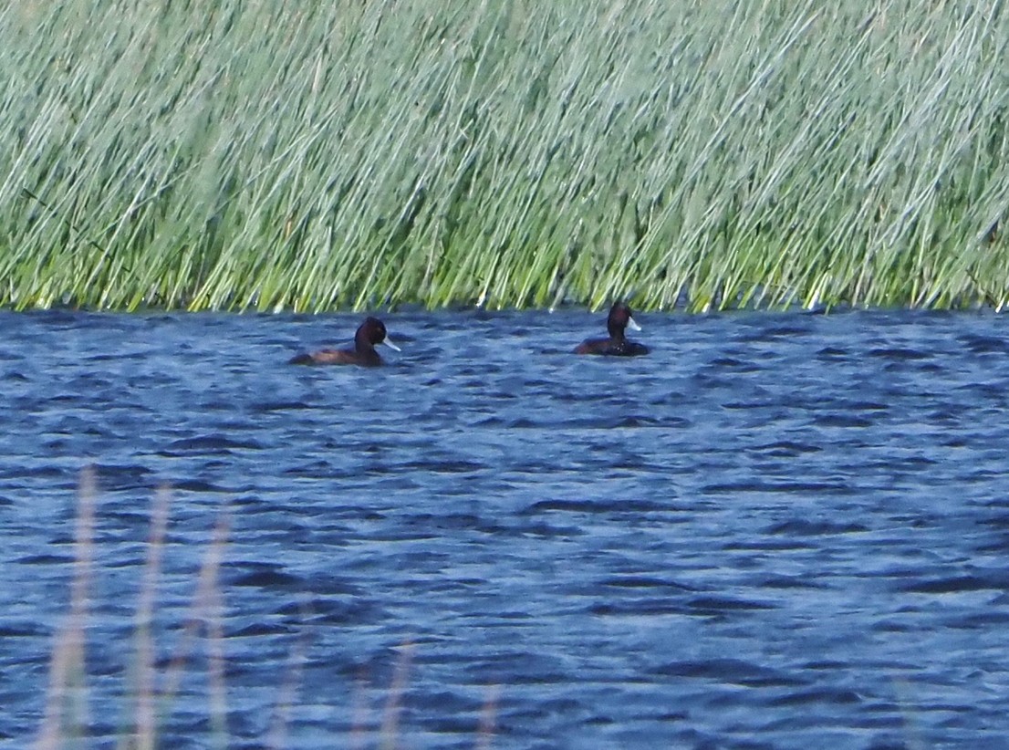 Southern Pochard - ML645395624