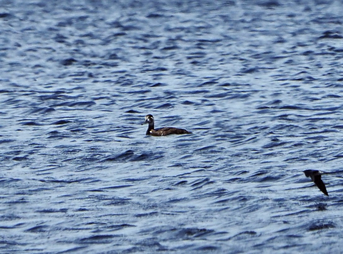 Southern Pochard - ML645395625
