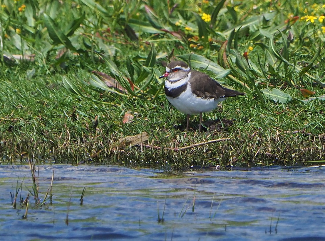 Three-banded Plover (African) - ML645395643