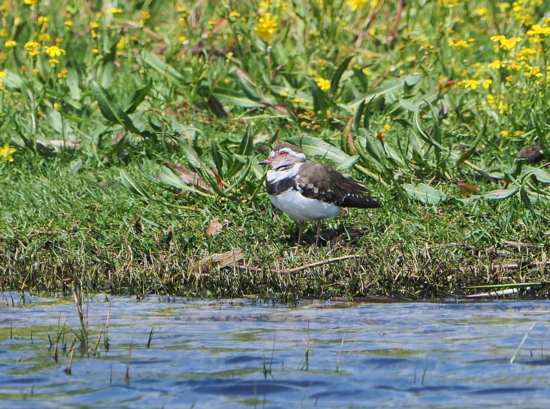 Three-banded Plover (African) - ML645395644