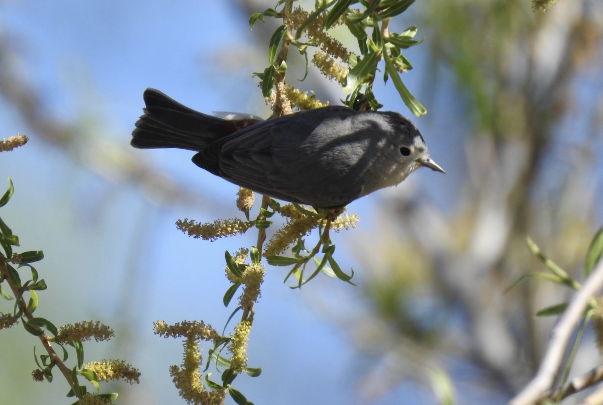 Lucy's Warbler - ML645395645