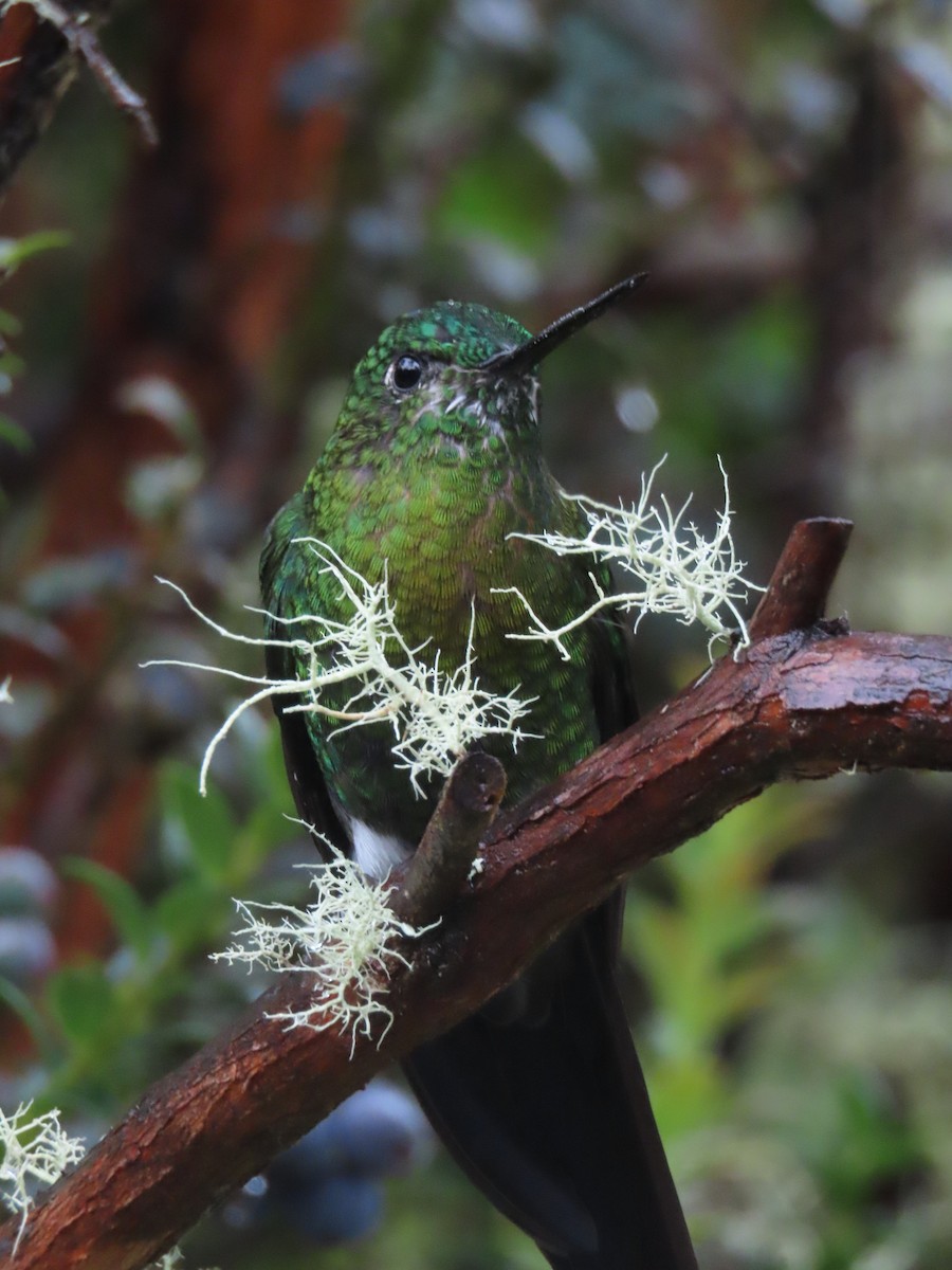 Golden-breasted Puffleg - ML645395657
