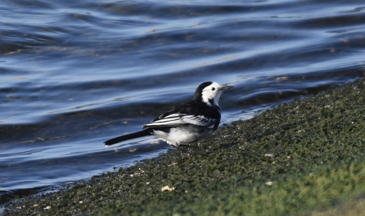 White Wagtail (British) - ML645395665