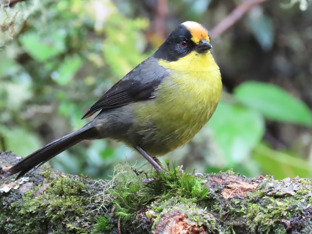 Pale-naped Brushfinch - ML645395673
