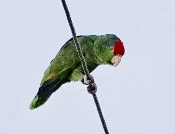 Red-crowned Amazon - ML645395676