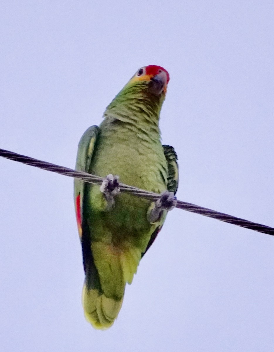 Red-lored Amazon - ML645395683