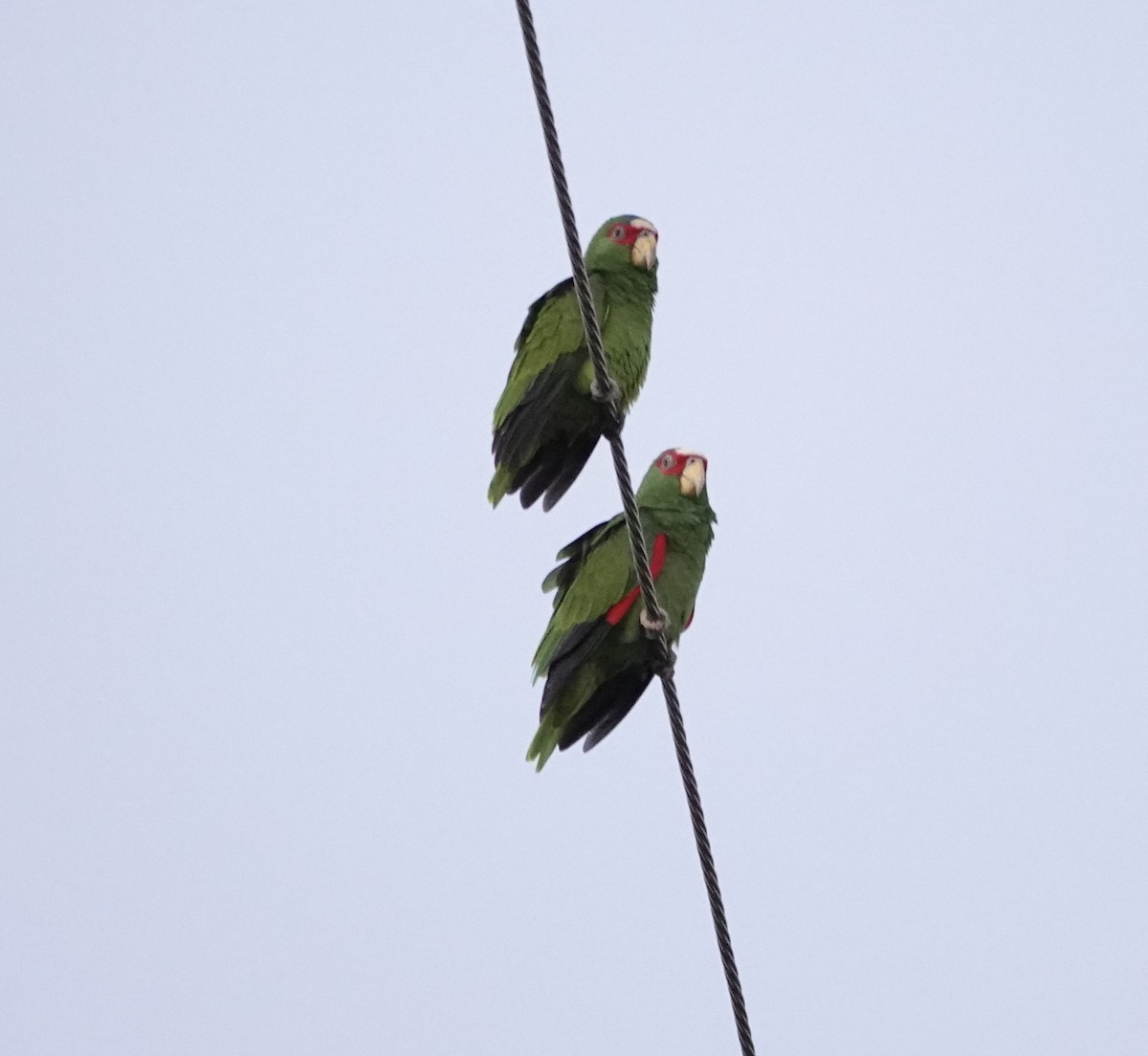 White-fronted Amazon - ML645395687