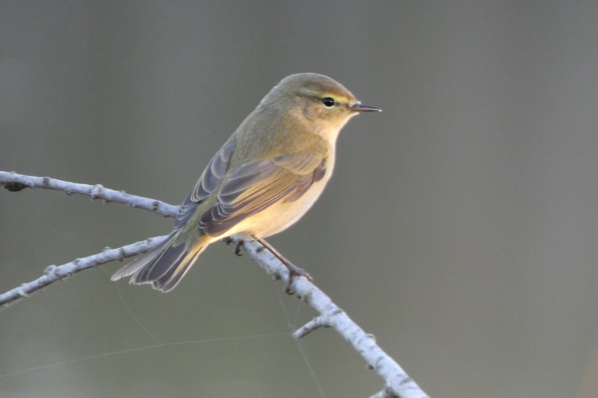 Урианхайн дууч шувуу - ML645395688