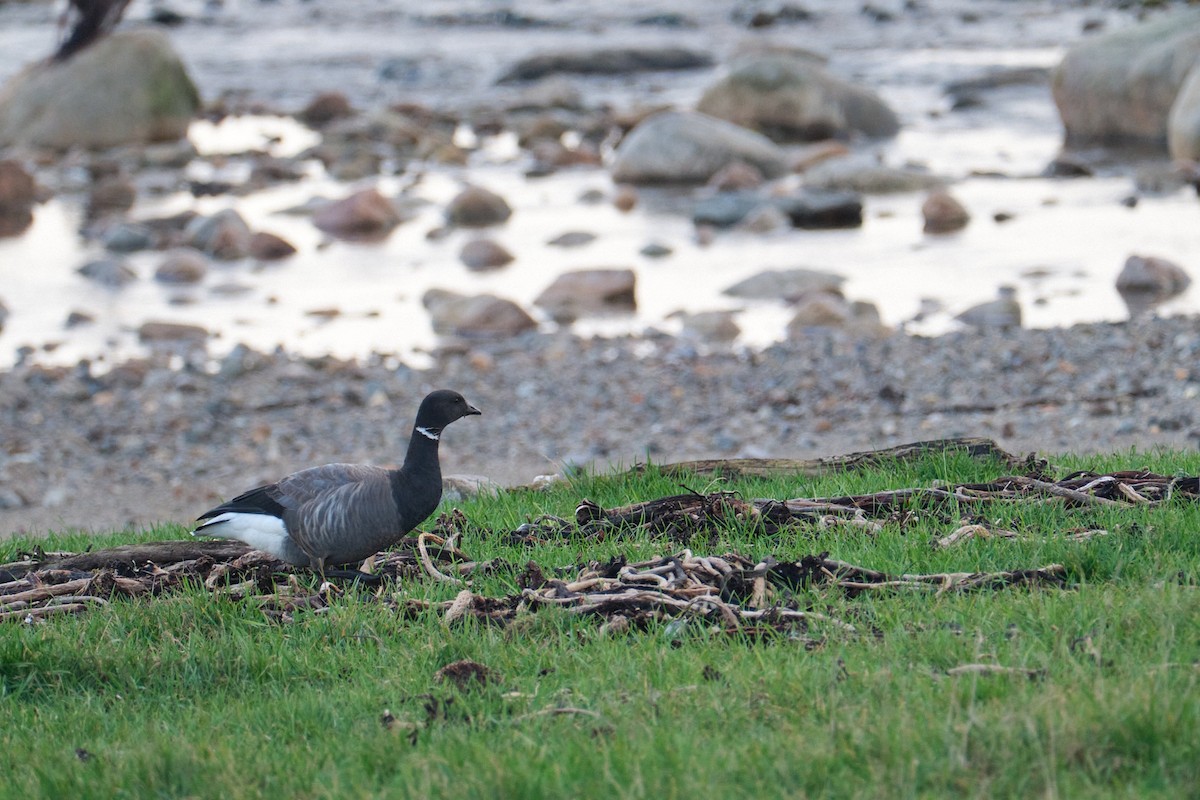 黑雁 - ML645395693