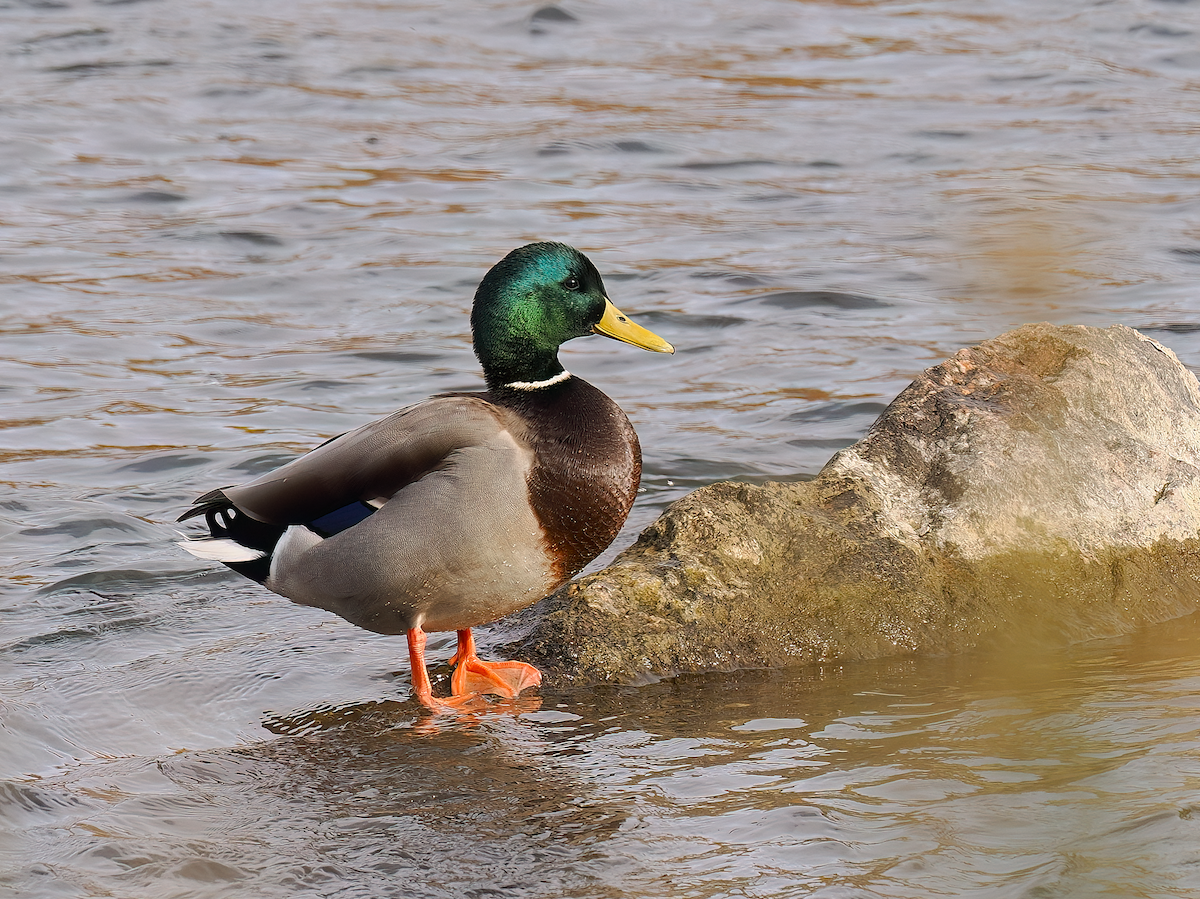 Mallard - ML645395704
