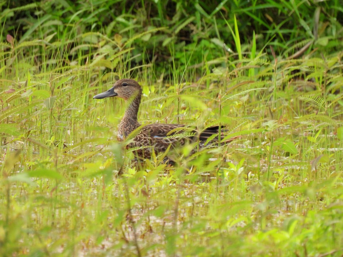 Blue-winged Teal - ML645395712
