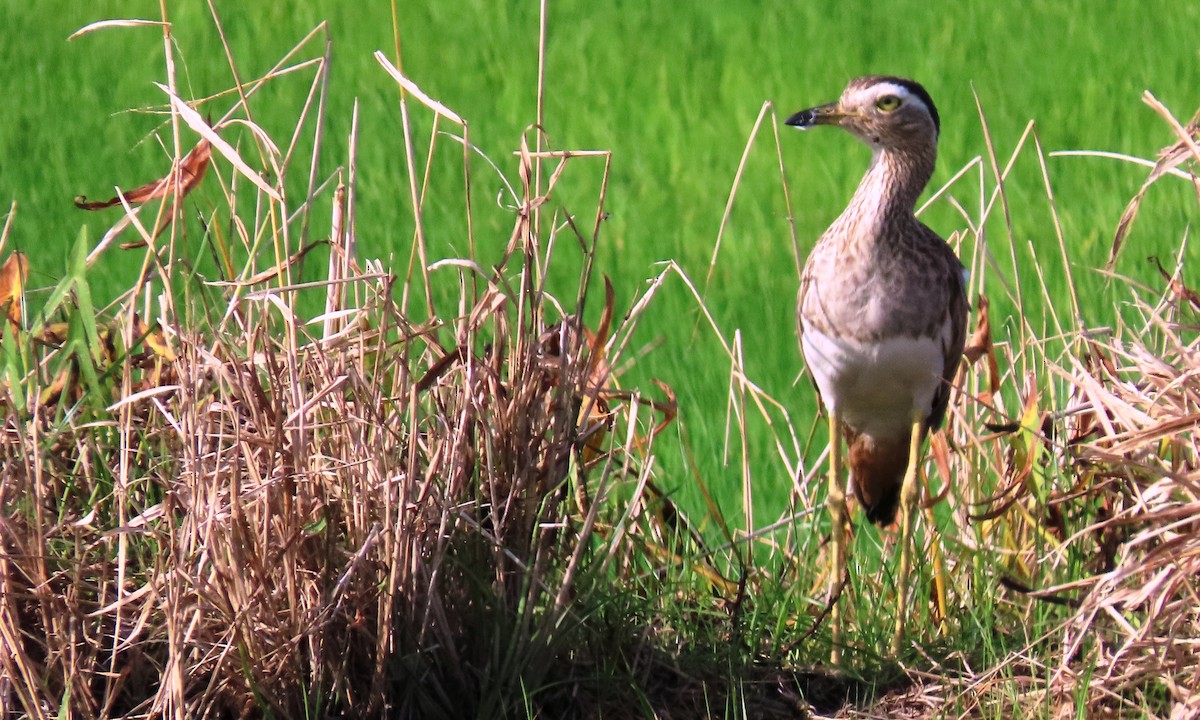Kaşlı Kocagöz - ML645395713
