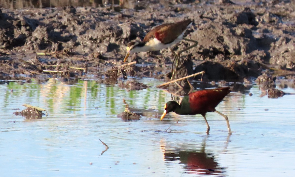 Northern Jacana - ML645395730