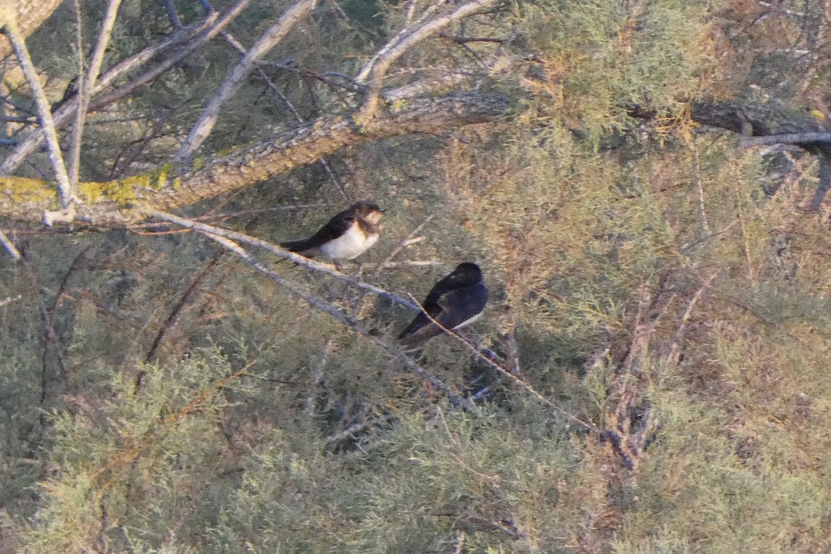 Асрын хараацай - ML645395731