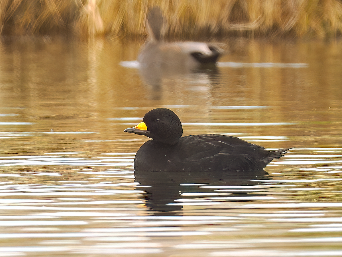 Black Scoter - ML645395744