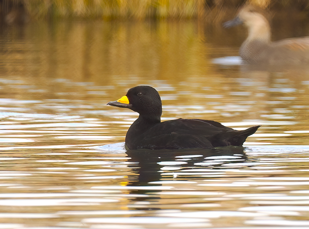 Black Scoter - ML645395745