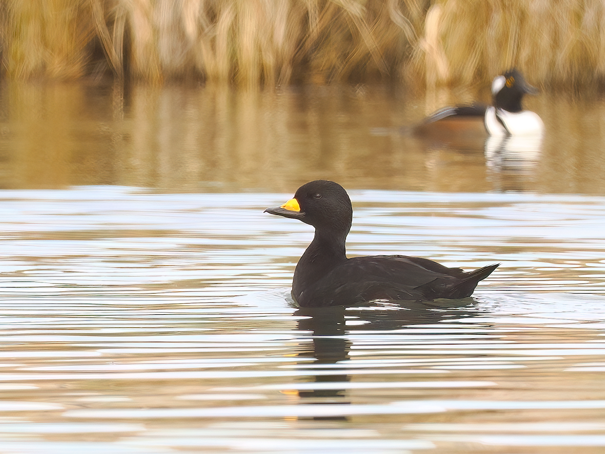 Black Scoter - ML645395747