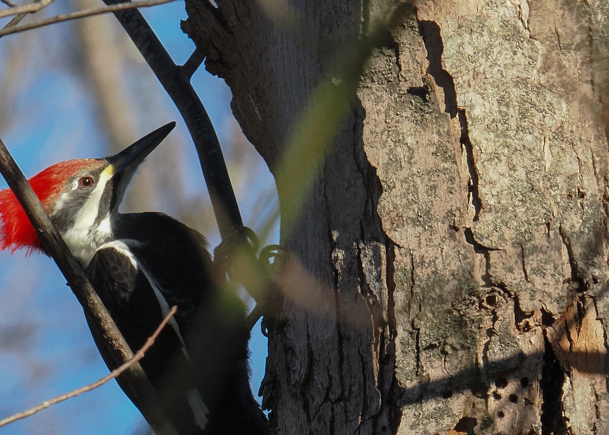 Pileated Woodpecker - ML645395748