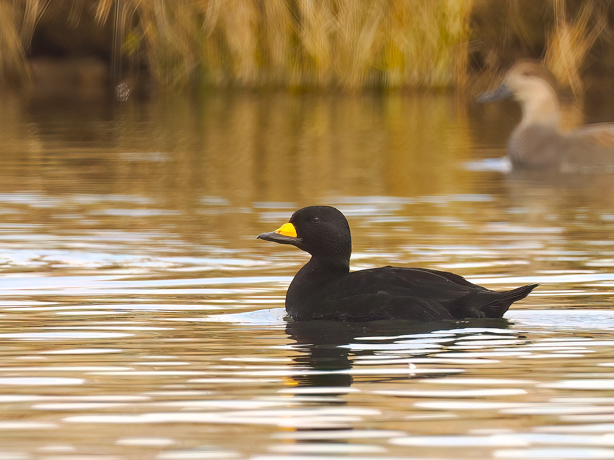 Black Scoter - ML645395749
