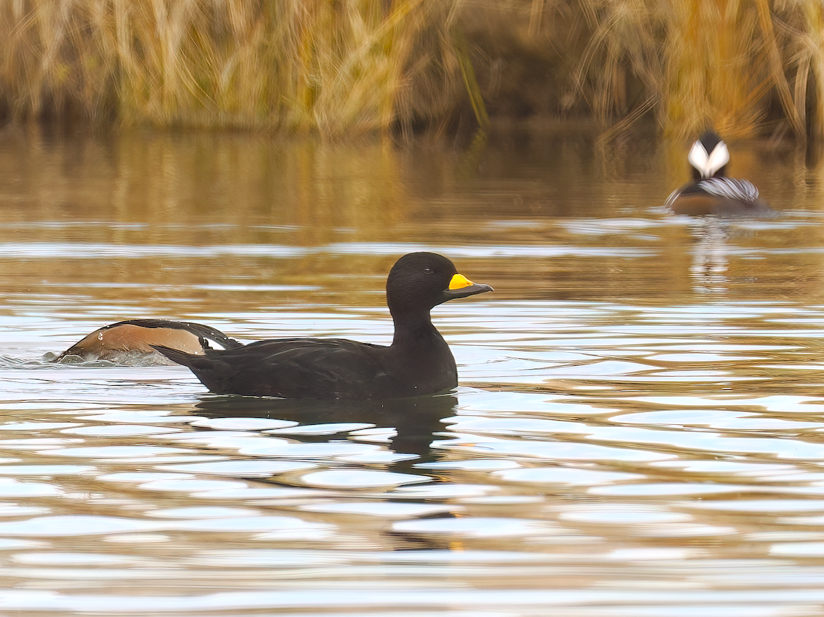 Black Scoter - ML645395750