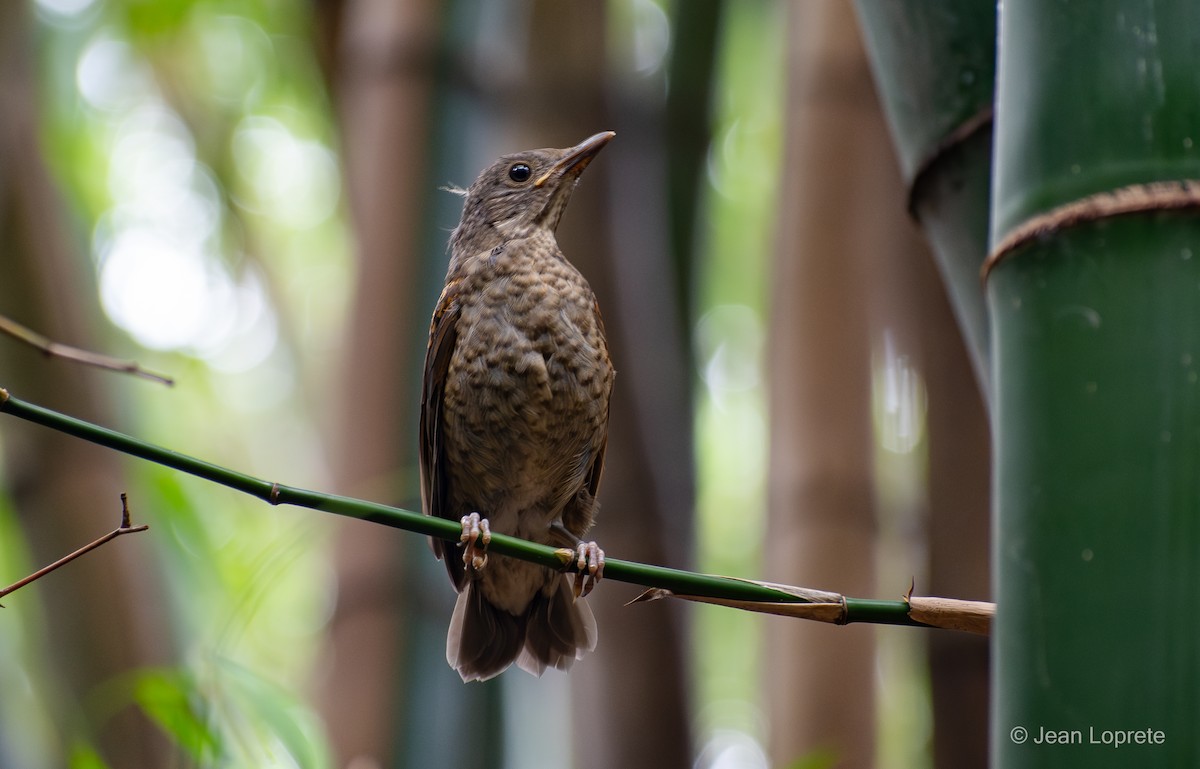 Pale-breasted Thrush - ML645395751