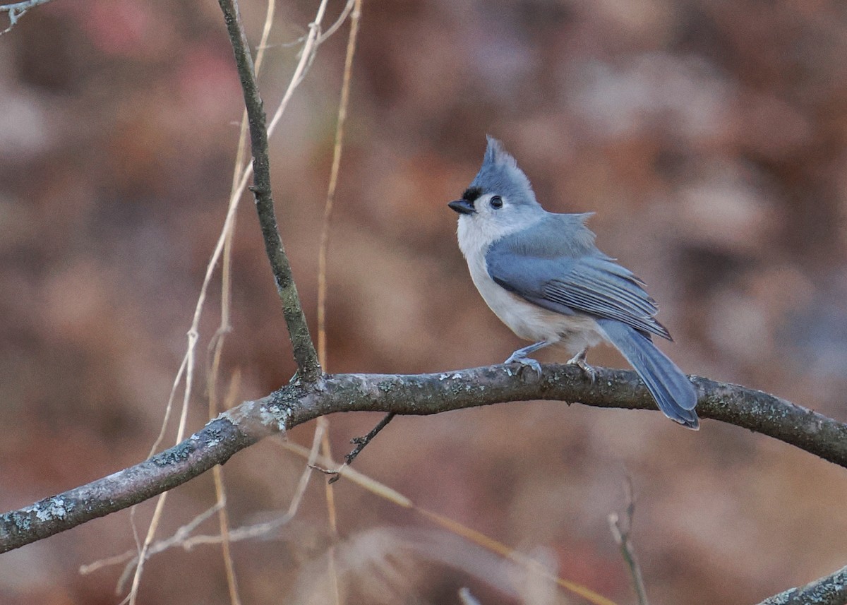 Tufted Titmouse - ML645395758