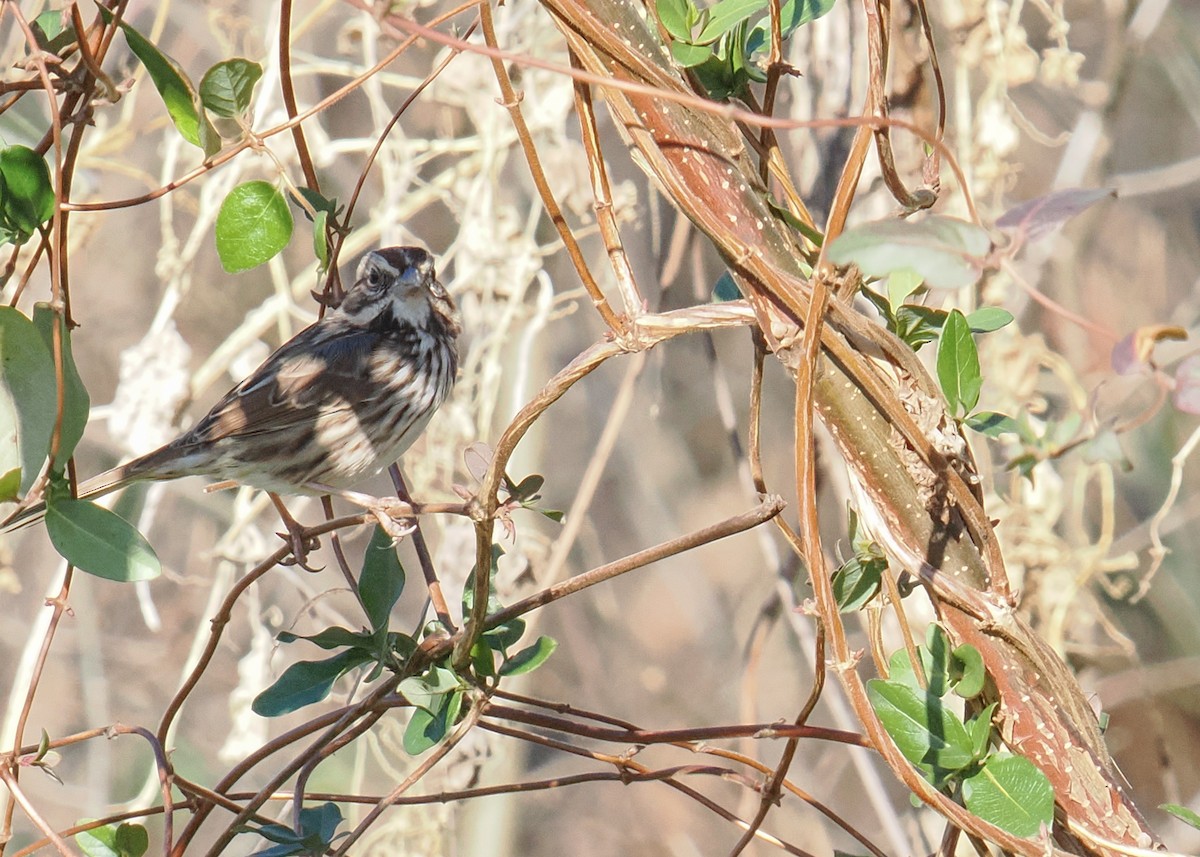 Song Sparrow - ML645395764