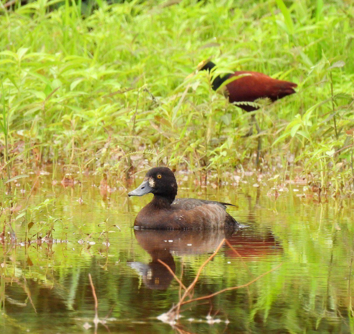 Lesser Scaup - ML645395765