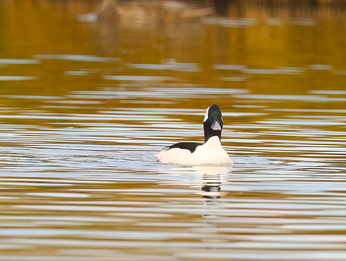 Bufflehead - ML645395769
