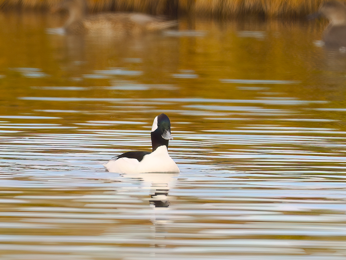Bufflehead - ML645395770
