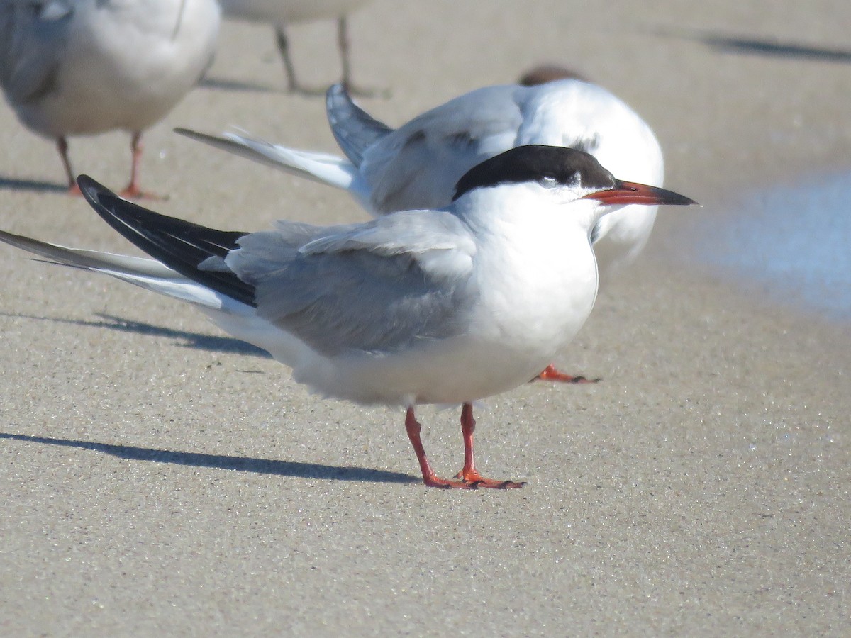 Common Tern - ML645395792
