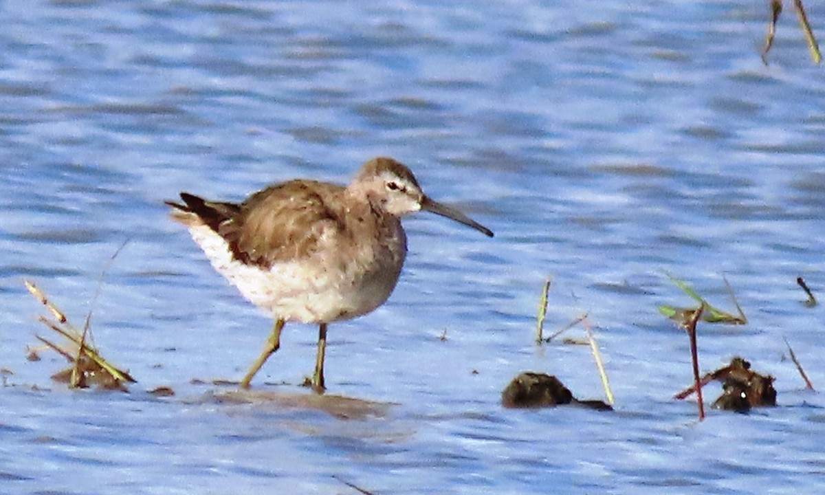 Stilt Sandpiper - ML645395797