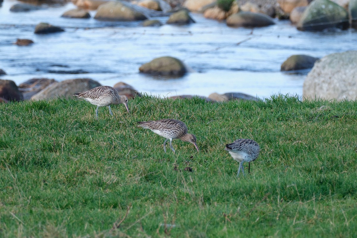 大杓鷸 - ML645395798