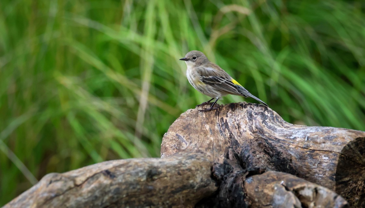 Yellow-rumped Warbler - ML645395799