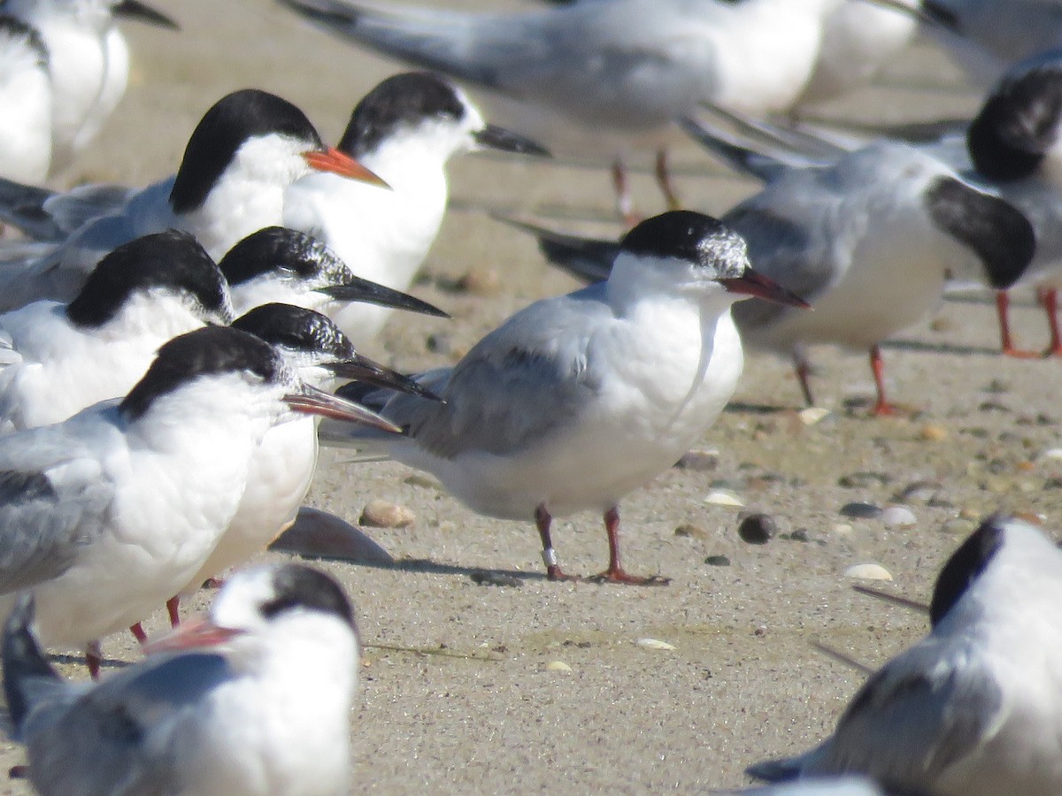 Common Tern - ML645395806