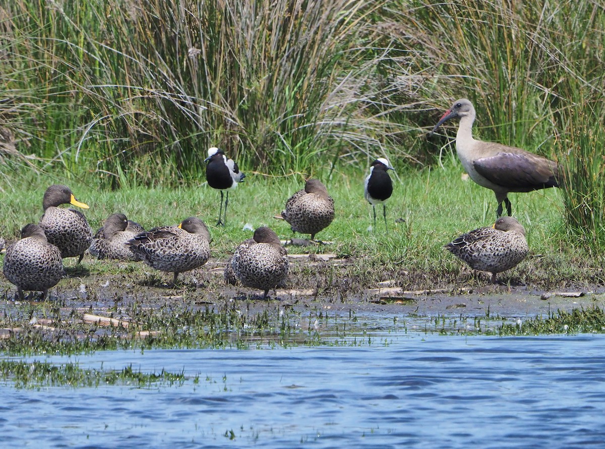 Hadada Ibis - ML645395812