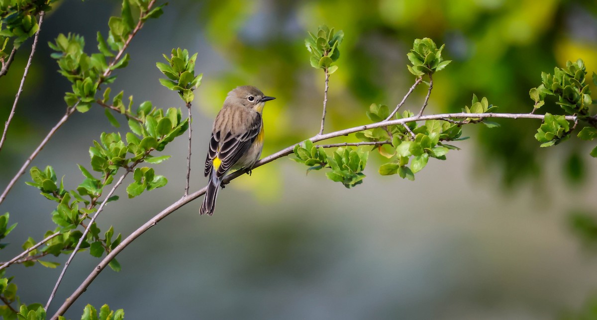 Yellow-rumped Warbler - ML645395813