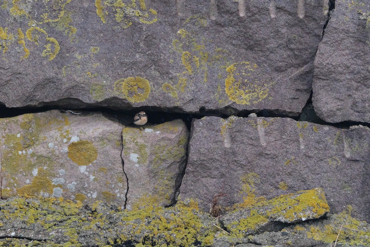 漠䳭 - ML645395814