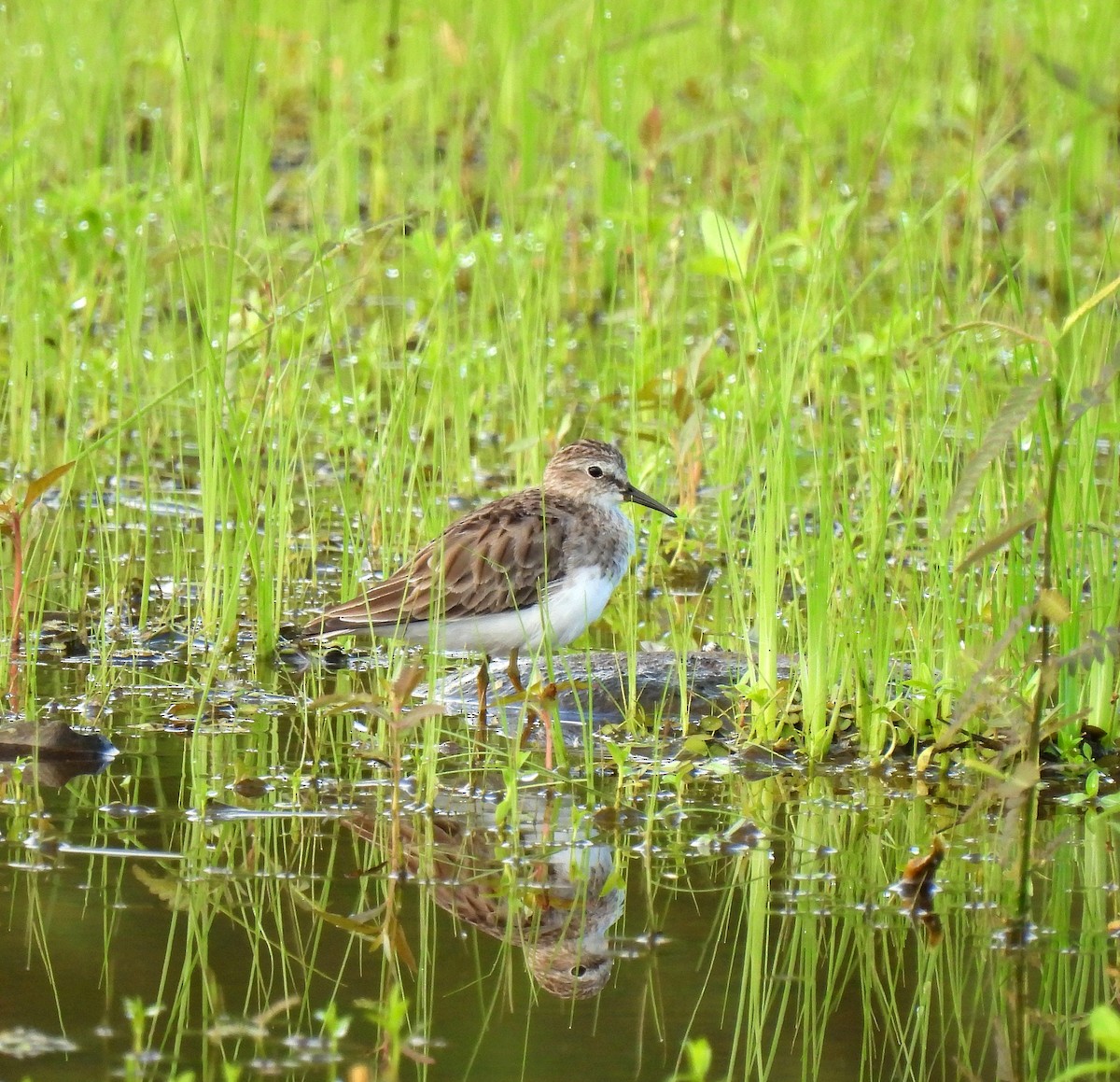 Least Sandpiper - ML645395817