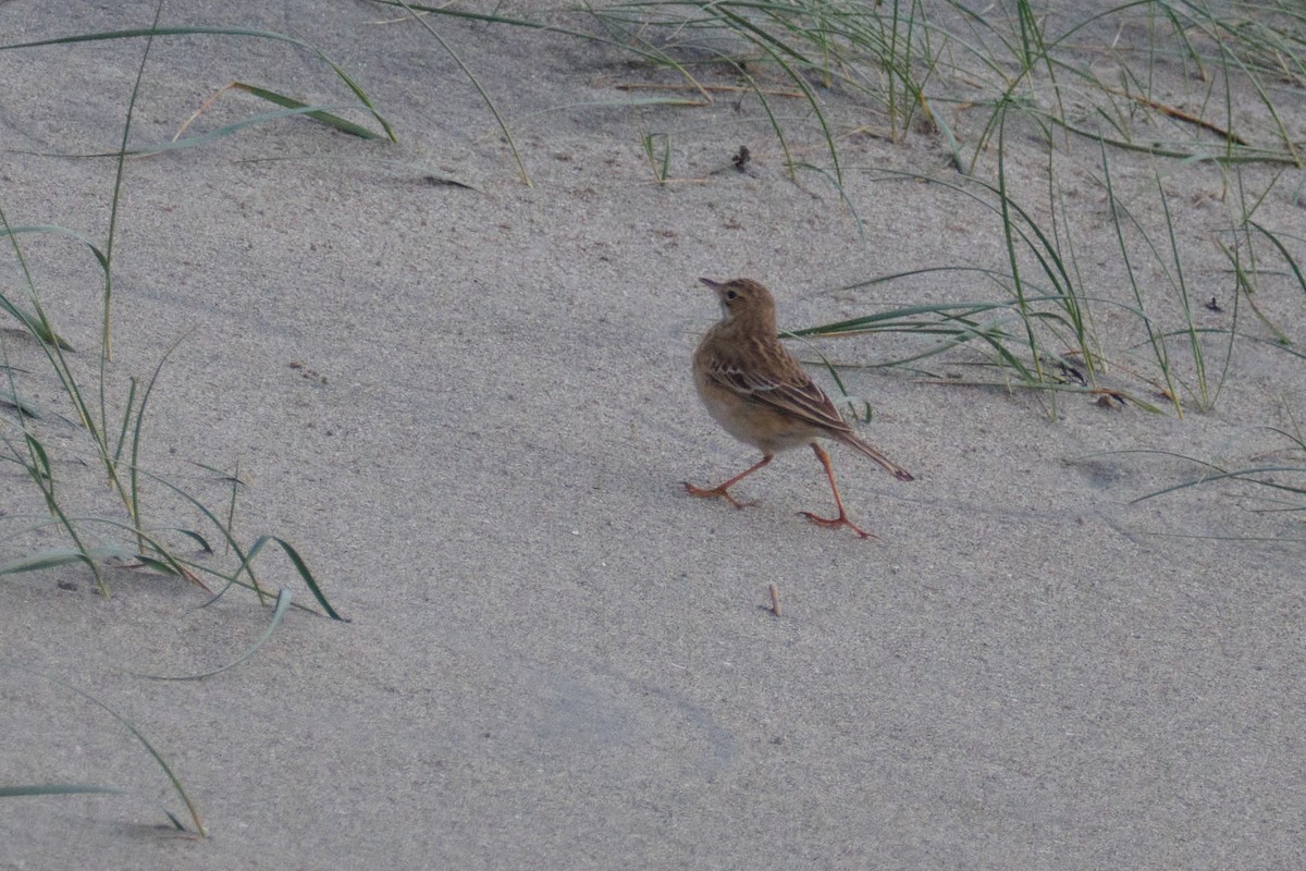 Richard's Pipit - ML645395818