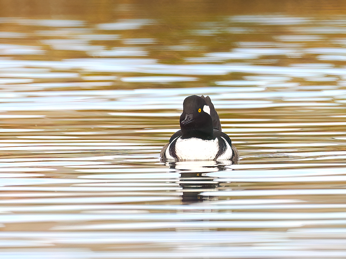Hooded Merganser - ML645395820
